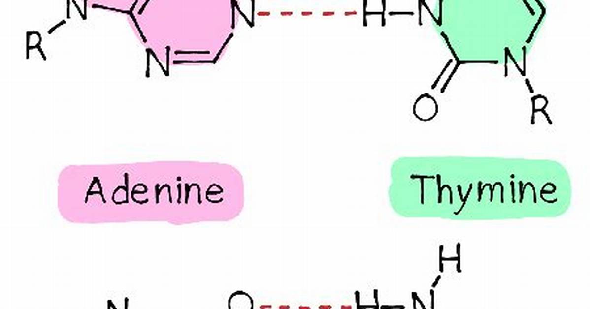 At Gc Base Pairs?