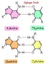 At Gc Base Pairs?