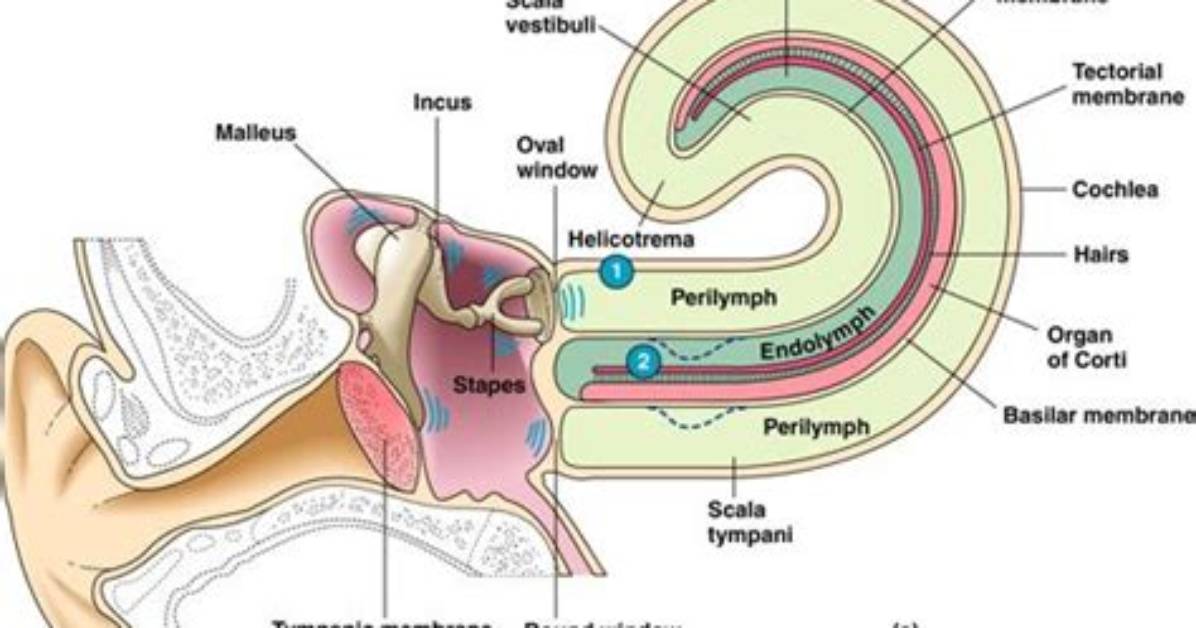 At the Base of Cochlea Scala Tympani Ends At