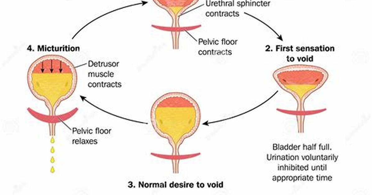 At the Time of Micturition?