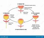 At the Time of Micturition?