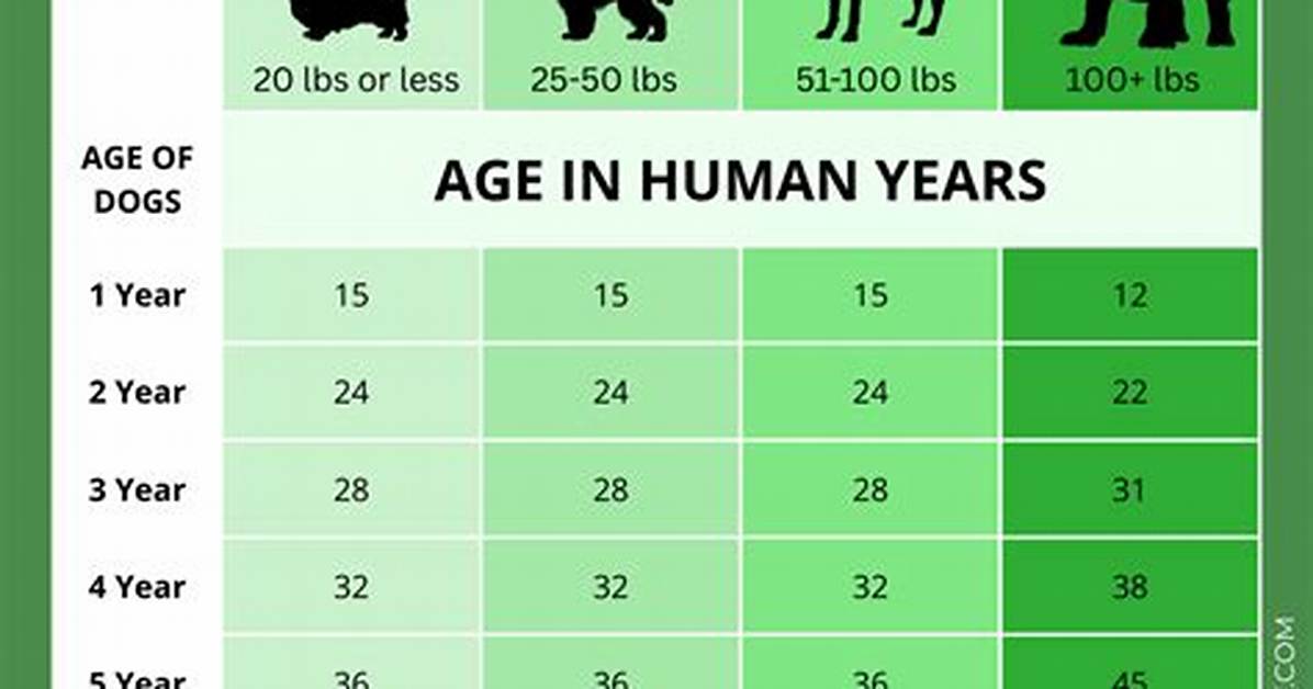 At What Age Can a Dog Be Left Alone?
