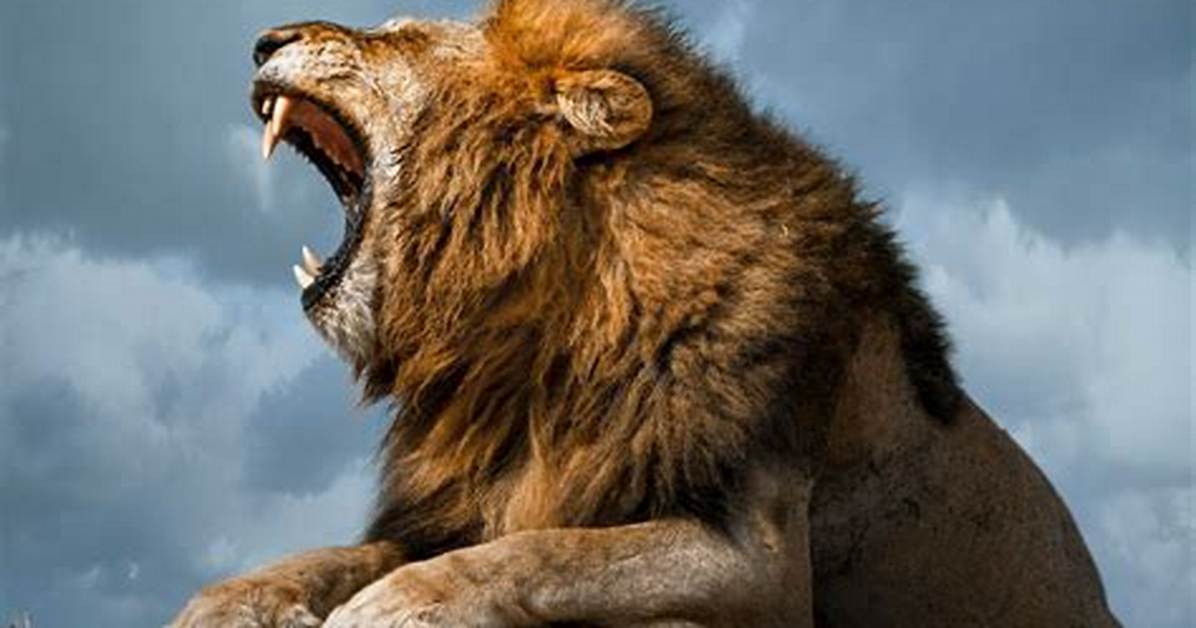 At What Age Can a Lion Roar?