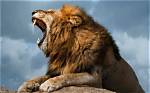 At What Age Can a Lion Roar?