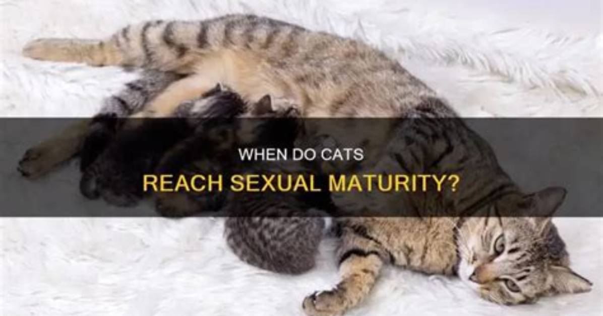 At What Age Cats Start Mating?