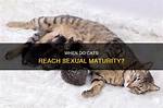 At What Age Cats Start Mating?