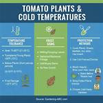 At What Temperature Can Tomato Plants Tolerate?