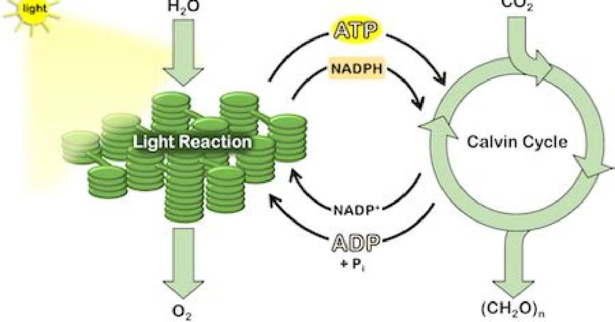 Atp and Nadph Are Both Used During the Calvin Cycle. What Is the Function of Each?