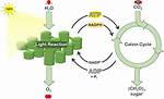 Atp and Nadph Are Both Used During the Calvin Cycle. What Is the Function of Each?
