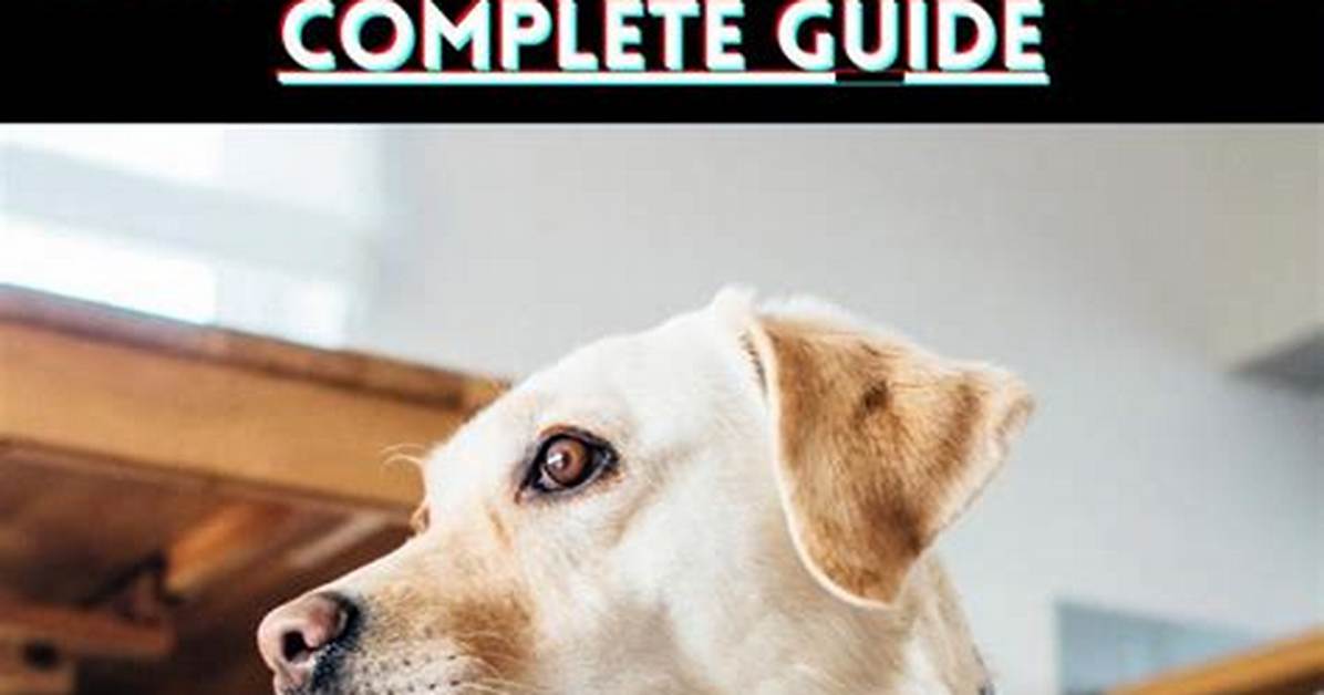 Backdoor Labrador: the Complete Guide to Understanding and Managing This Common Canine Behavior
