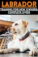 Backdoor Labrador: the Complete Guide to Understanding and Managing This Common Canine Behavior