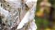Baltic Birch Specs | Homesteady