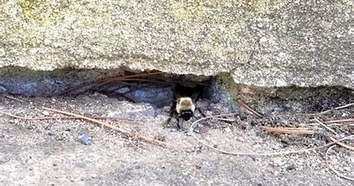 Bees That Live in the Cinder Blocks of A