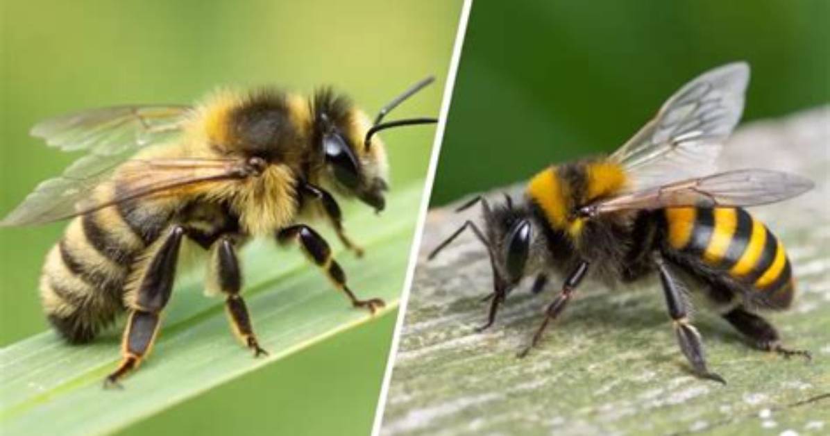 Bees