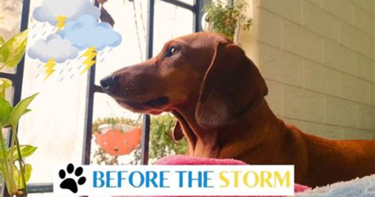 Before the Storm Adorable Videos Photos of Korra Obidi and Her Husband When the Going Was