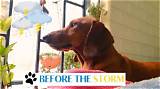 Before the Storm: Adorable Videos, Photos of Korra Obidi and Her Husband When the Going Was Good