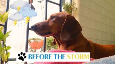 Before the Storm: Adorable Videos, Photos of Korra Obidi and Her Husband When the Going Was Good