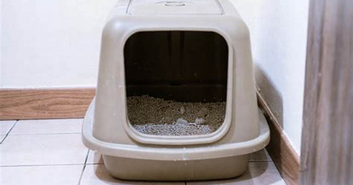 Best Kitty Litter Box: a Comprehensive Guide for Cat Owners