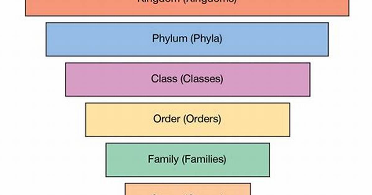 Biological Classification How Are Organisms Grouped Sorted and Classified