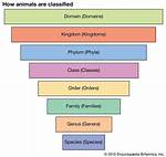 Biological Classification How Are Organisms Grouped Sorted and Classified