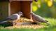 Bird Seeds That Mourning Doves Won't Eat
