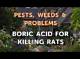 Boric Acid for Killing Rats