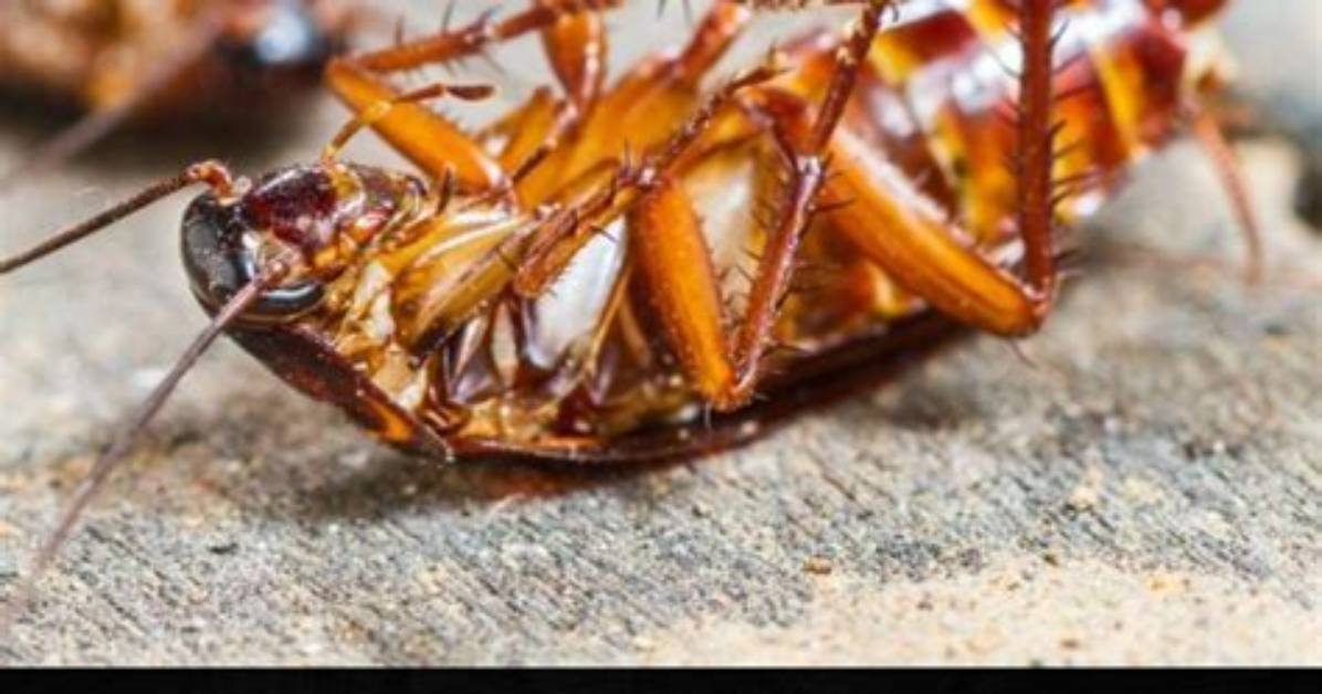Boric Acid for Killing