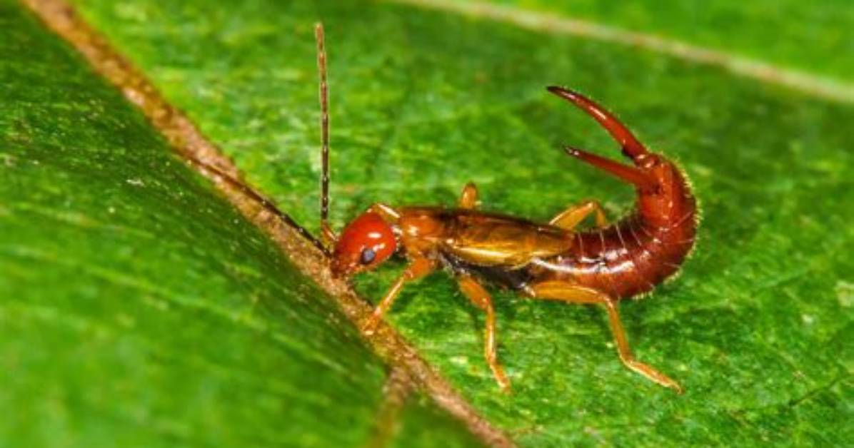Bug