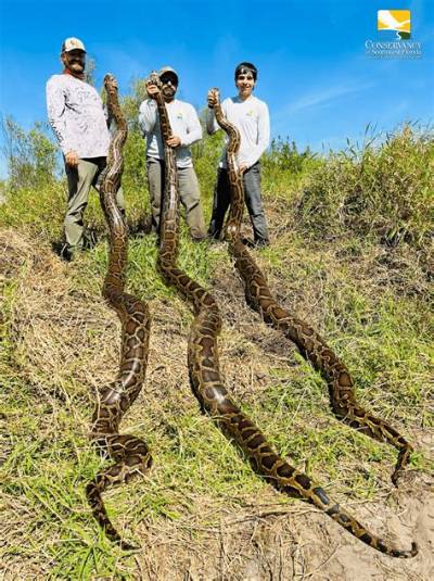 Burmese Pythons in Florida: the Latest News and Impacts