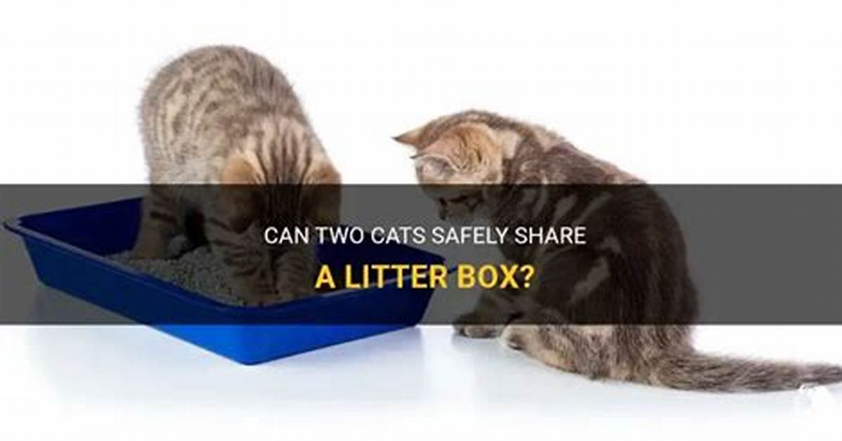 Can 2 Cats Share a Litter Box?