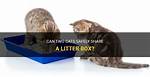 Can 2 Cats Share a Litter Box?