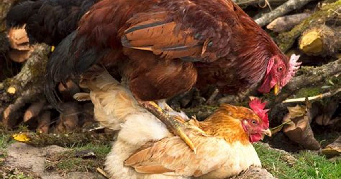 Can a Brother and Sister Chicken Mate?
