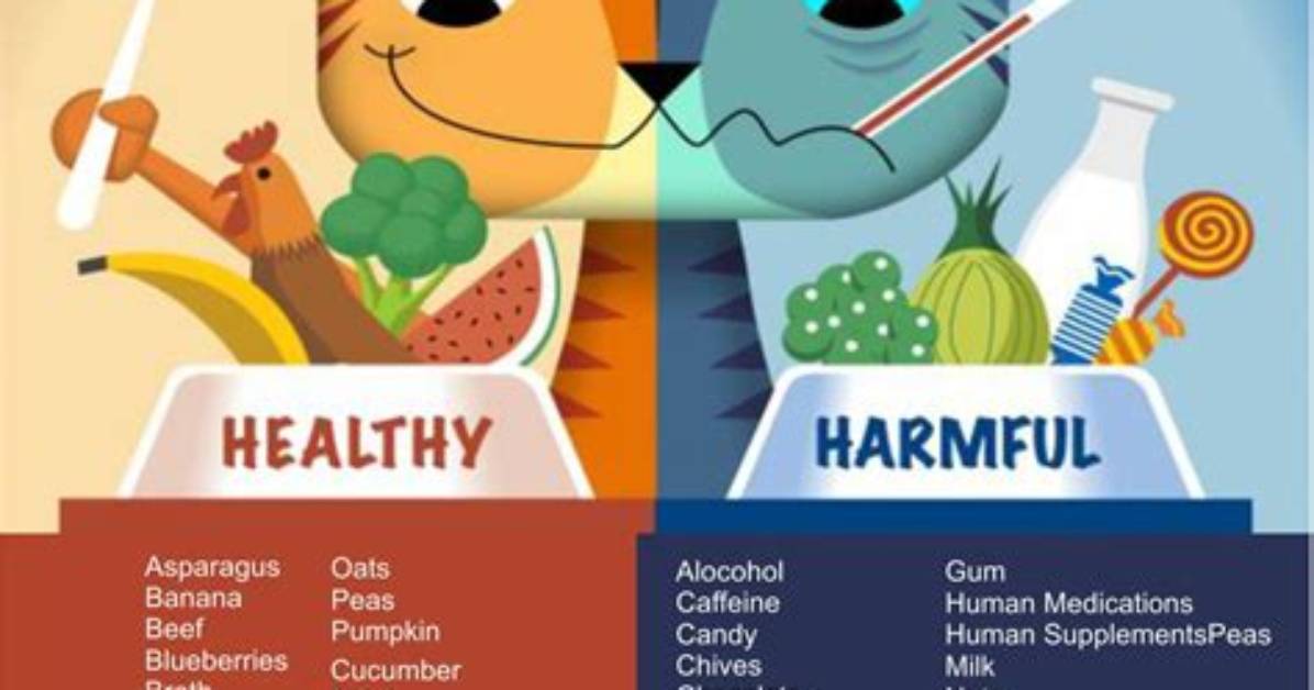 Can a Cats Eat Human Food?