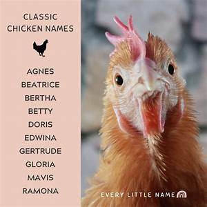 Can a Chicken Learn Its Name?