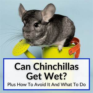 Can a Chinchilla Get Wet?