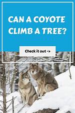Can a Coyote Climb a No Climb Fence?