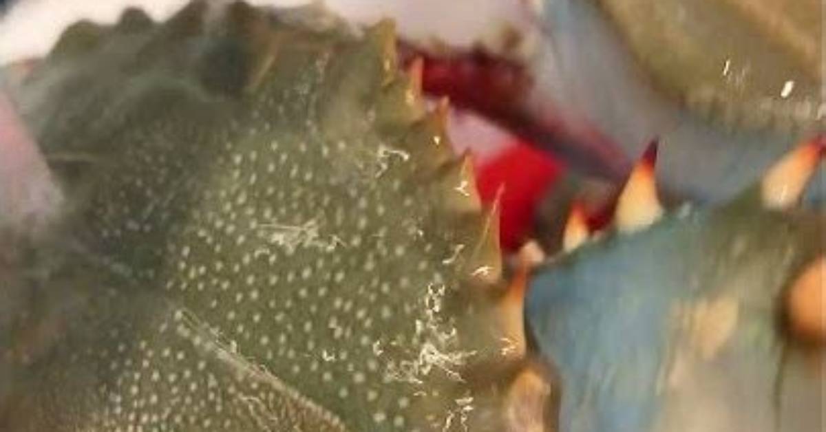 Can a Crab Take Your Finger off?