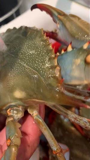 Can a Crab Take Your Finger off?