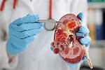 Can a Damaged Kidney Repair Itself?
