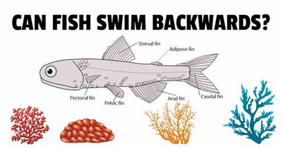 Can a Fish Swim Backwards?