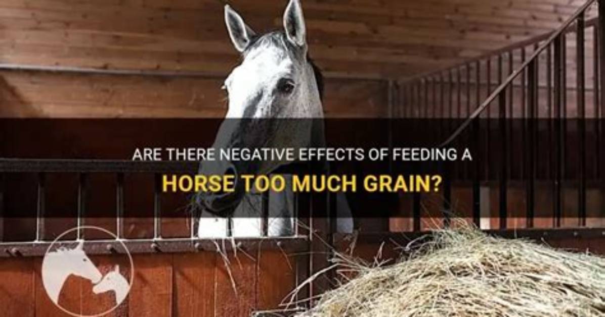 Can a Horse Have Too Much Himalayan Salt?