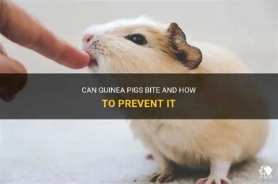 Can a Pig Bite You?