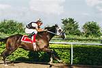 Can a Quarter Horse Run Faster Than a Thoroughbred?