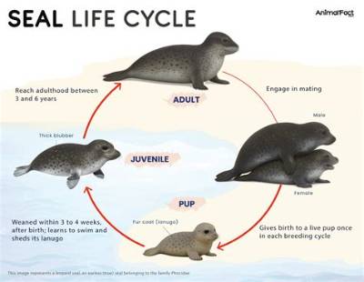 Can a Seal Survive in Freshwater?