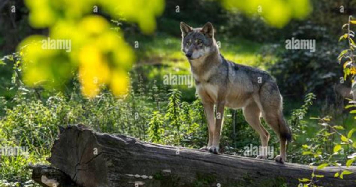 Can a Wolf Be Solitary?