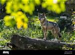 Can a Wolf Be Solitary?