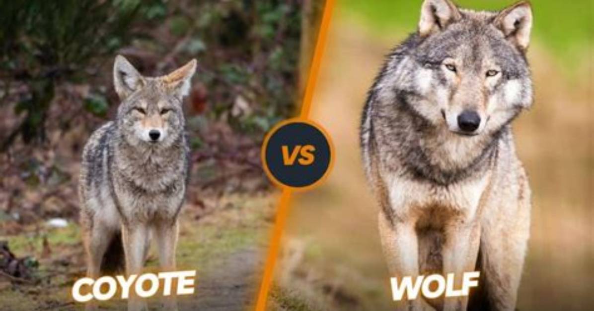 Can a Wolf Mate with a Coyote?