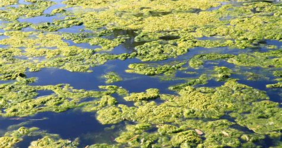 Can Algae Grow in Chlorinated Water?