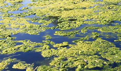 Can Algae Grow in Chlorinated Water?