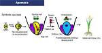 Can an Unfertilized Apomictic Embryo?